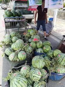 邹平网红吃瓜事件,揭秘网络舆论的风云变幻