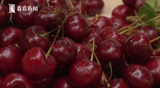 吃瓜网51爆料呱呱车厘子,呱呱车厘子背后的惊人真相