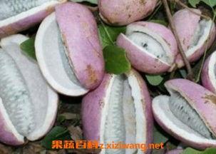 吃八月瓜的网红男生,揭秘吃瓜新潮流背后的故事