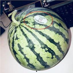 网红小刀吃瓜,揭秘娱乐圈幕后真相