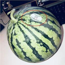 网红瓜爆料在线吃瓜,在线吃瓜，揭秘娱乐圈幕后风云